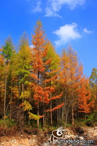 英格兰大胜保加利亚，小组出线希望重燃