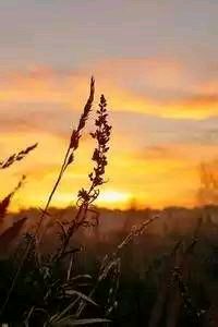 佛罗伦萨客场胜利都灵，取得关键胜利