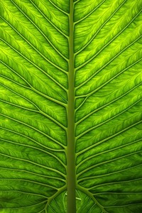 佛罗伦萨客场胜利都灵，取得关键胜利